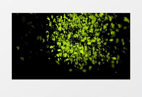 树叶最新爆料视频下载,幕后真相大起底